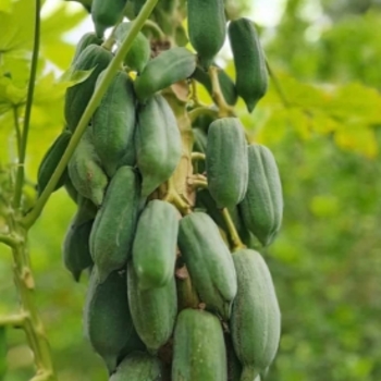 Carica papaya