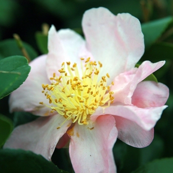 Camellia 'Winter's Star' 