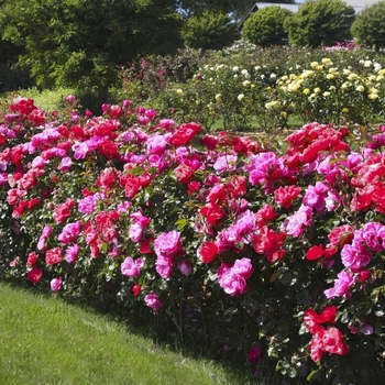 Rosa 