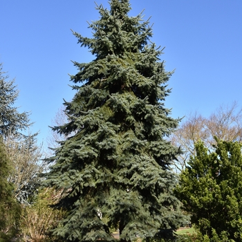 Picea engelmannii