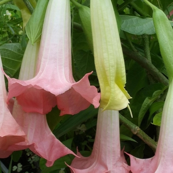 Brugmansia 