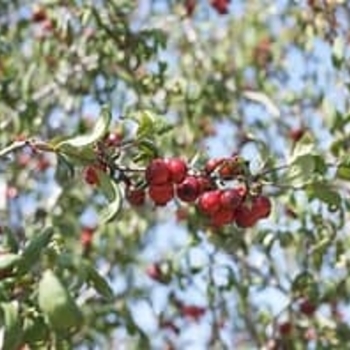 Crataegus aestivalis