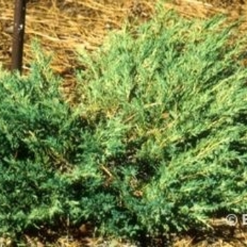Juniperus chinensis 'Blue Vase'