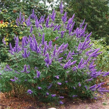 Vitex agnus-castus 'Montrose Purple' 