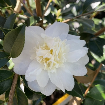Camellia 'Winter's Snowman' USPP29866P2