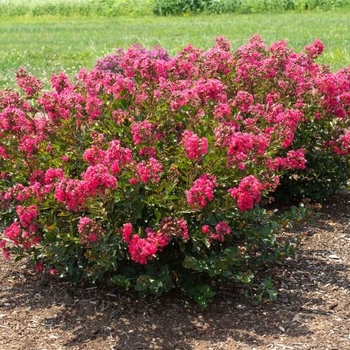 Lagerstroemia 'DJ 06-14' PPAF