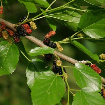 Morus nigra