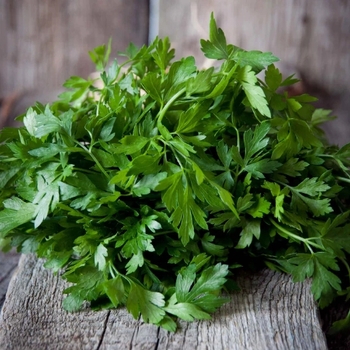 Petroselinum crispum var. neapolitanum