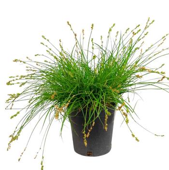 Carex tumulicola