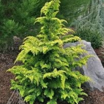 Chamaecyparis obtusa 'Wells Special'