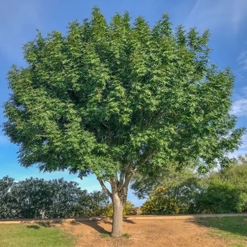 Pistacia chinensis 'Pair's Choice' USPP 20,200