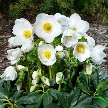 Helleborus 'Coseh 1000' PP25316