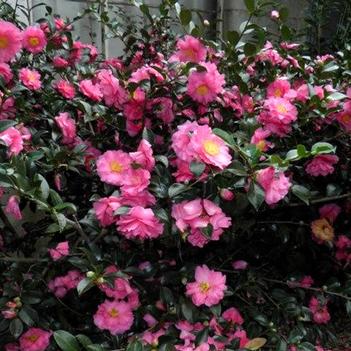 Camellia sasanqua