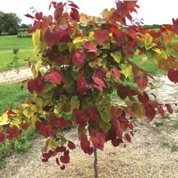 Cercis canadensis 'JN21' PP32138