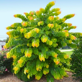 Cercis canadensis 'JN15' USPP21303P2