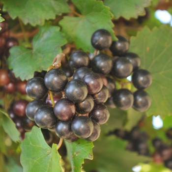 Vitis rotundifolia 'Noble' 
