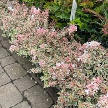Abelia 'ABL-PII' PPAF