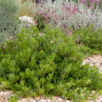 Arctostaphylos x coloradensis