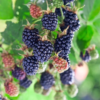 Rubus 'Natchez' 