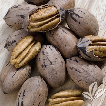 Carya illinoinensis 'Desirable'