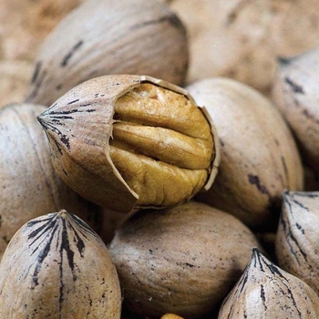 Carya illinoinensis 'Caddo'