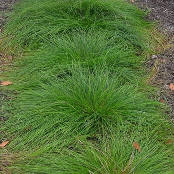 Carex appalachica