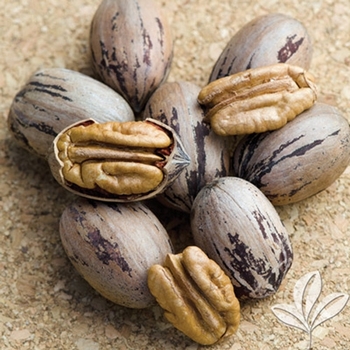 Carya illinoinensis 'Stuart'