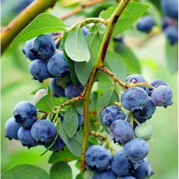 Vaccinium ashei 'Austin' 