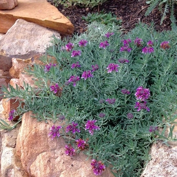 Teucrium aroanium