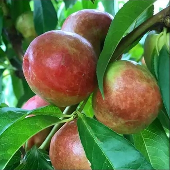 Prunus persica var. nucipersica 'Panamint' 