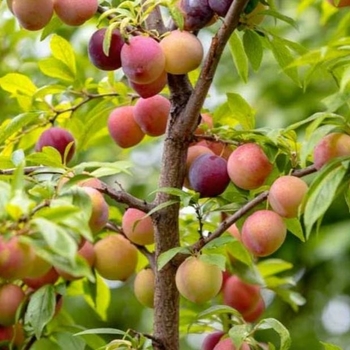 Prunus salicina 'Methley' 