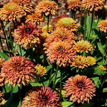 Echibeckia 'Glow Sugar Shake' USPP30919P2