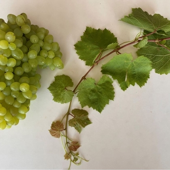 Vitis labrusca
