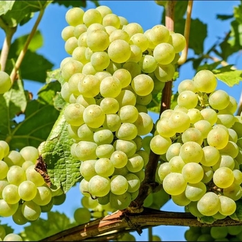Vitis labrusca 'Blanc du Bois' 