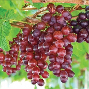 Vitis 'Swenson Red' 