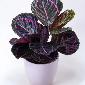 Calathea 'Dottie'