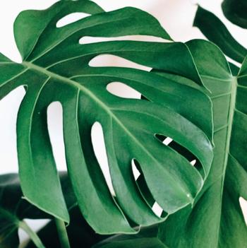 Monstera deliciosa