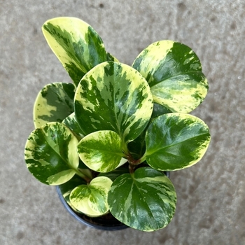 Peperomia obtusifolia 'Marble' 