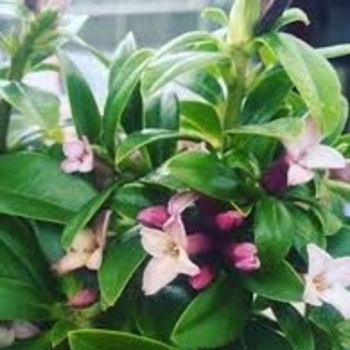 Daphne odora 'Sweet Amethyst' Blafra