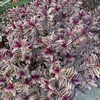 Hebe 'Swell' USPP30586P2