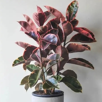 Ficus elastica 'Ruby'