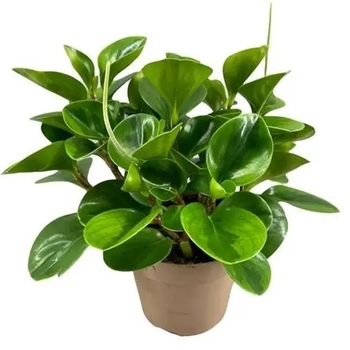 Peperomia obtusifolia 'Lemon Lime' 
