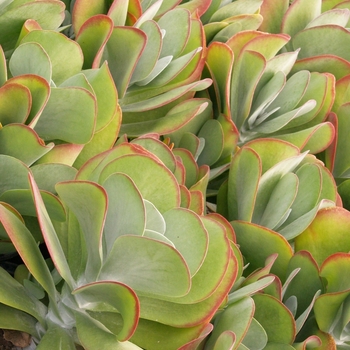 Kalanchoe thyrsiflora