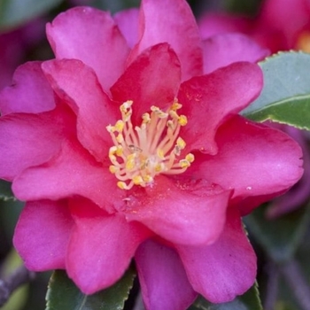 Camellia sasanqua 'Hiryu Espalier'