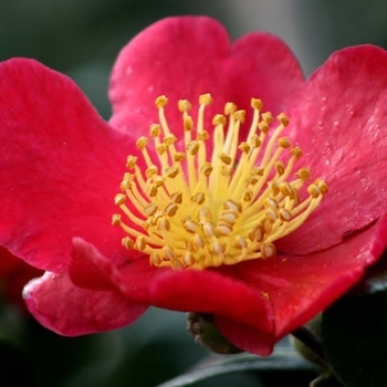 Camellia sasanqua 'Yuletide' 