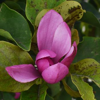 Magnolia liliflora x stellata 'Jane'