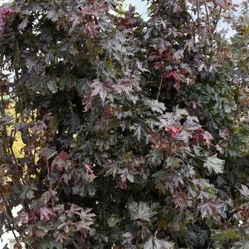 Acer platanoides 'Crimson Sentry' (311054)