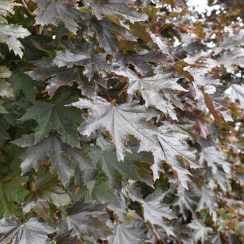 Acer platanoides 'Crimson Sentry' 