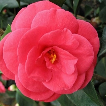 Camellia japonica 'Arctic Rose' 