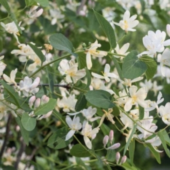 Lonicera fragrantissima